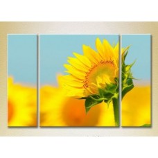 Pictură Gallerix Triptych Sunflower 01 (2699482)