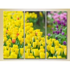 Pictură Gallerix Triptych Field of yellow tulips (2699481)