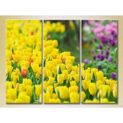 Картина Gallerix Triptych Field of yellow tulips (2699481)