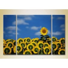 Pictură Gallerix Triptych Sunflower Field 02 (2699469)