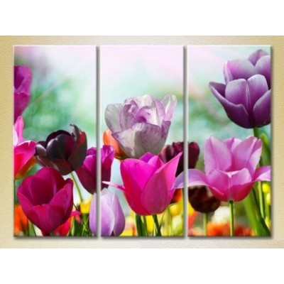 Pictură Gallerix Triptych Field of colorful tulips (2699480)