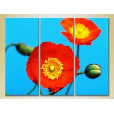 Pictură Gallerix Triptych Blooming Poppy (2699473)