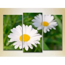 Pictură Gallerix Triptych Chamomile 01 (2699538)