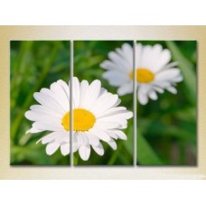 Pictură Gallerix Triptych Daisies 02 (2699542)