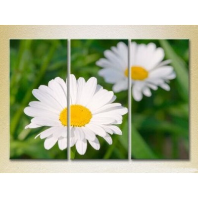 Pictură Gallerix Triptych Daisies 02 (2699542)