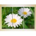 Pictură Gallerix Triptych Daisies 02 (2699542)