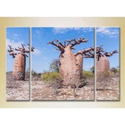 Pictură Gallerix Triptych Three Baobabs 01 (2181127)