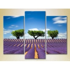 Pictură Gallerix Triptych Three trees in a lavender field 02 (2181125)