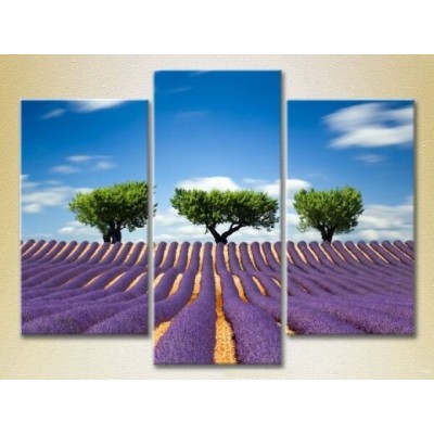 Картина Gallerix Triptych Three trees in a lavender field 02 (2181125)