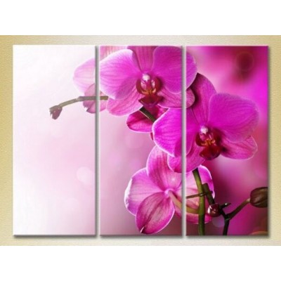 Картина Gallerix Triptych Purple Orchids 01 (2699451)