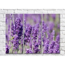 Pictură Gallerix Triptych lavender field (500734)