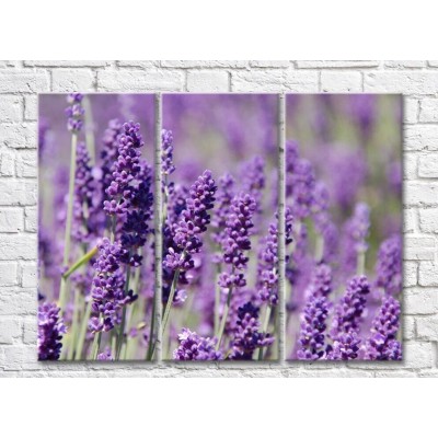 Pictură Gallerix Triptych lavender field (500734)