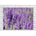 Pictură Gallerix Triptych lavender field (500734)