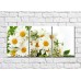 Pictură Gallerix Triptych Chamomile bouquet (500736)