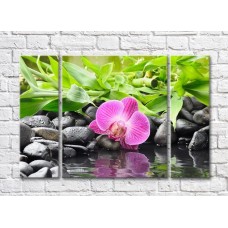 Pictură Gallerix Purple orchid on stones against a background of bamboo leaves (500747)