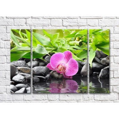 Pictură Gallerix Purple orchid on stones against a background of bamboo leaves (500747)