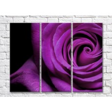 Pictură Gallerix Purple rose on black background (500748)