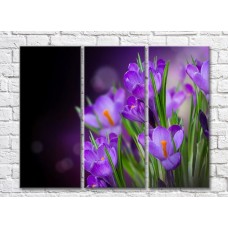 Pictură Gallerix Purple crocuses on a black background (500754)