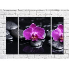 Pictură Gallerix Purple orchid flowers on a black background with stones (500760)