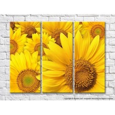 Pictură Gallerix Background of bright yellow sunflowers (3448923)