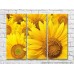 Pictură Gallerix Background of bright yellow sunflowers (3448923)