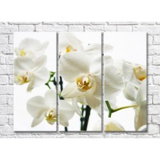 Pictură Gallerix White orchid flowers on white background (500767)