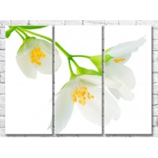 Pictură Gallerix Jasmine flowers on white background (500768)