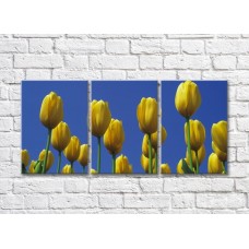 Pictură Gallerix Yellow tulip flowers against the sky (500769)