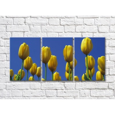 Pictură Gallerix Yellow tulip flowers against the sky (500769)