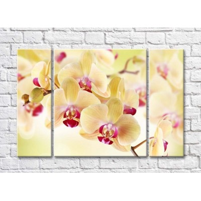 Pictură Gallerix Vanilla orchid flowers (500770)