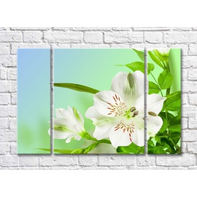 Картина Gallerix White alstroemeria flower and green leaves (500777)