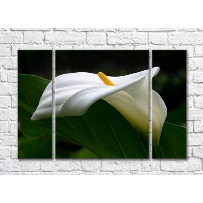 Картина Gallerix White calla flower and green leaf (500778)