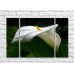 Картина Gallerix White calla flower and green leaf (500778)