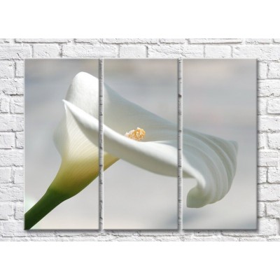 Картина Gallerix White calla flower on gray background (500779)