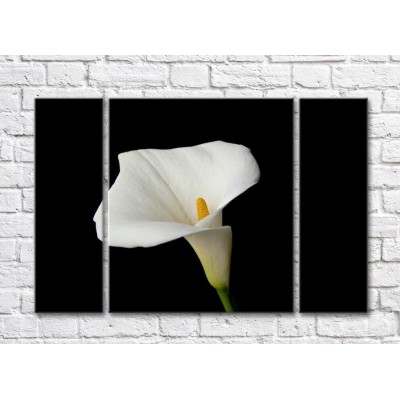 Картина Gallerix White calla flower on black background (500780)