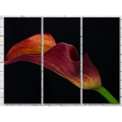 Картина Gallerix Burgundy calla flower on black background (500781)