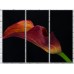 Картина Gallerix Burgundy calla flower on black background (500781)