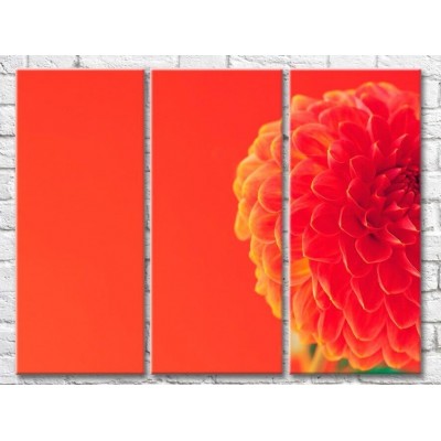 Картина Gallerix Dahlia flower on an orange background (500782)