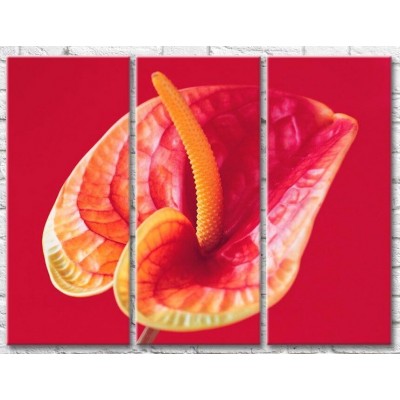 Картина Gallerix Calla flower and orange stamen on a scarlet background (500783)