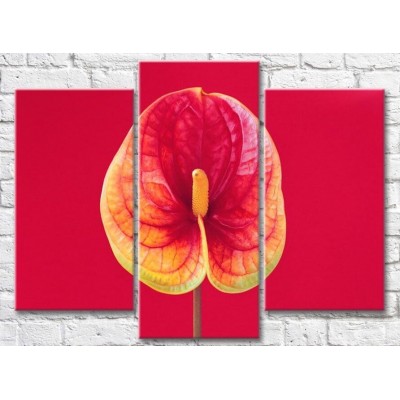 Картина Gallerix Calla flower on a scarlet background (500784)