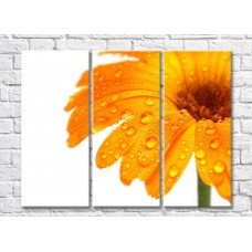 Картина Gallerix Orange gerbera flower with dew drops (500788)