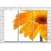 Pictură Gallerix Orange gerbera flower with dew drops (500788)