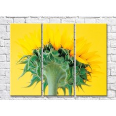 Картина Gallerix Sunflower flower on yellow background bottom view (500793)