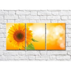 Картина Gallerix Sunflower flower on an orange background (500795)