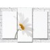 Pictură Gallerix Chamomile flower on white background (500798)