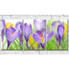 Картина Gallerix Flower bed with purple and yellow crocuses (500807)