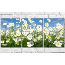 Картина Gallerix Flower field with daisies against the sky (500811)