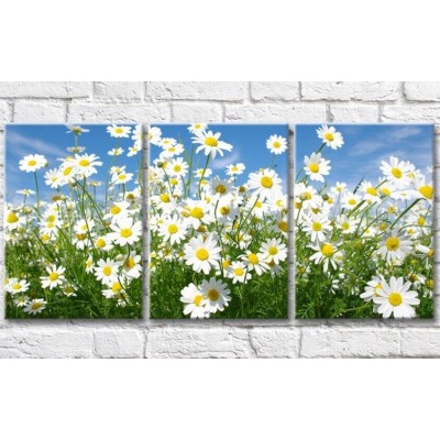 Картина Gallerix Flower field with daisies against the sky (500811)