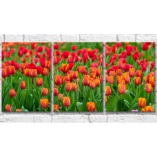 Картина Gallerix Flower field with red tulips (500812)