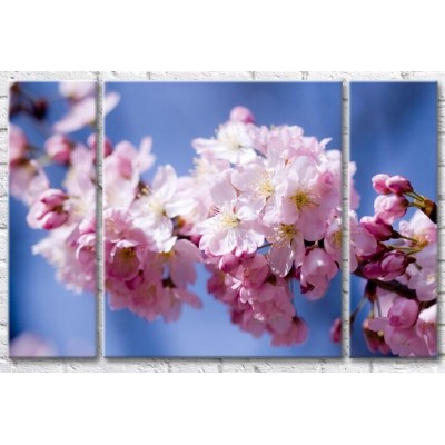 Pictură Gallerix Blooming sakura branch on a blue sky background (500814)